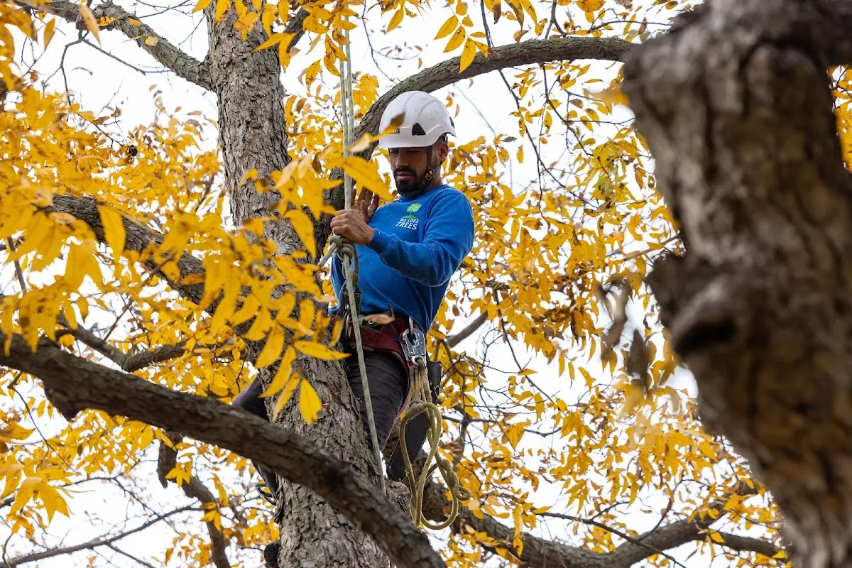 Skilled Tree Transplanting crew working in Monmouth